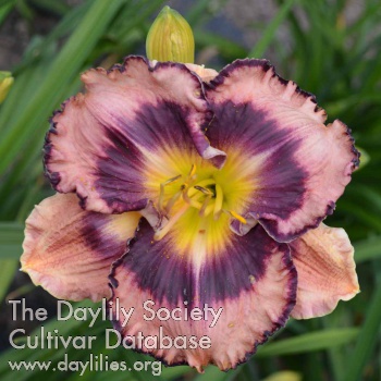 Daylily Through Pink Glasses